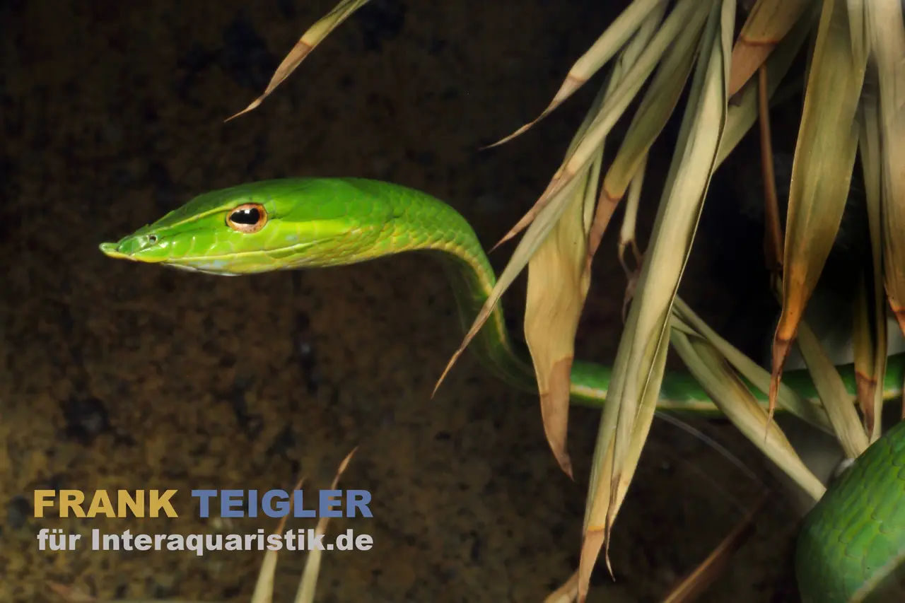 Couleuvre verte liane, Ahaetulla nasuta