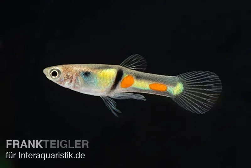 Guppy Endler El Tigre, Poecilia wingei, par couple (mini-poisson)