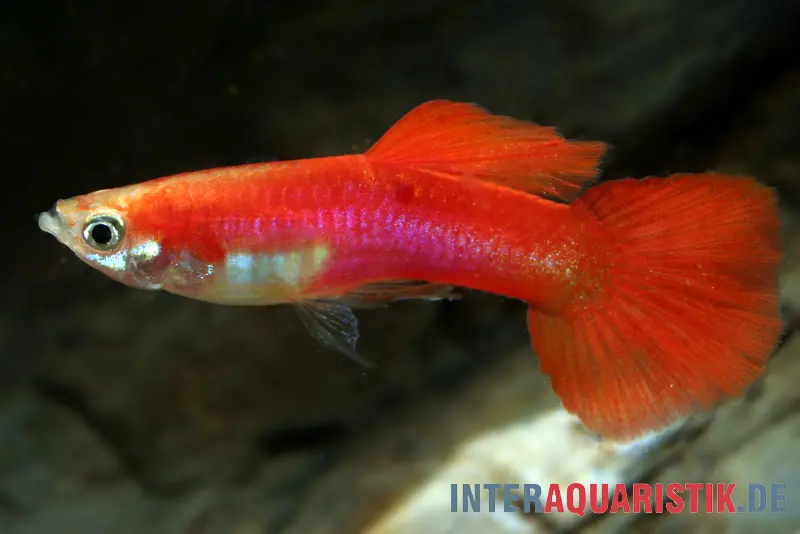 Guppy blond-rouge, Poecilia reticulata, par couple