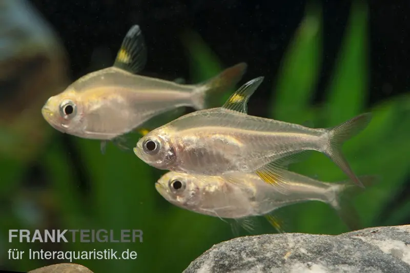 Tétra Pristella doré, Pristella maxillaris (mini-poisson)