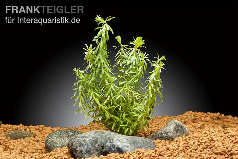 Rotala à feuilles verticillées, Rotala wallichii, en pot