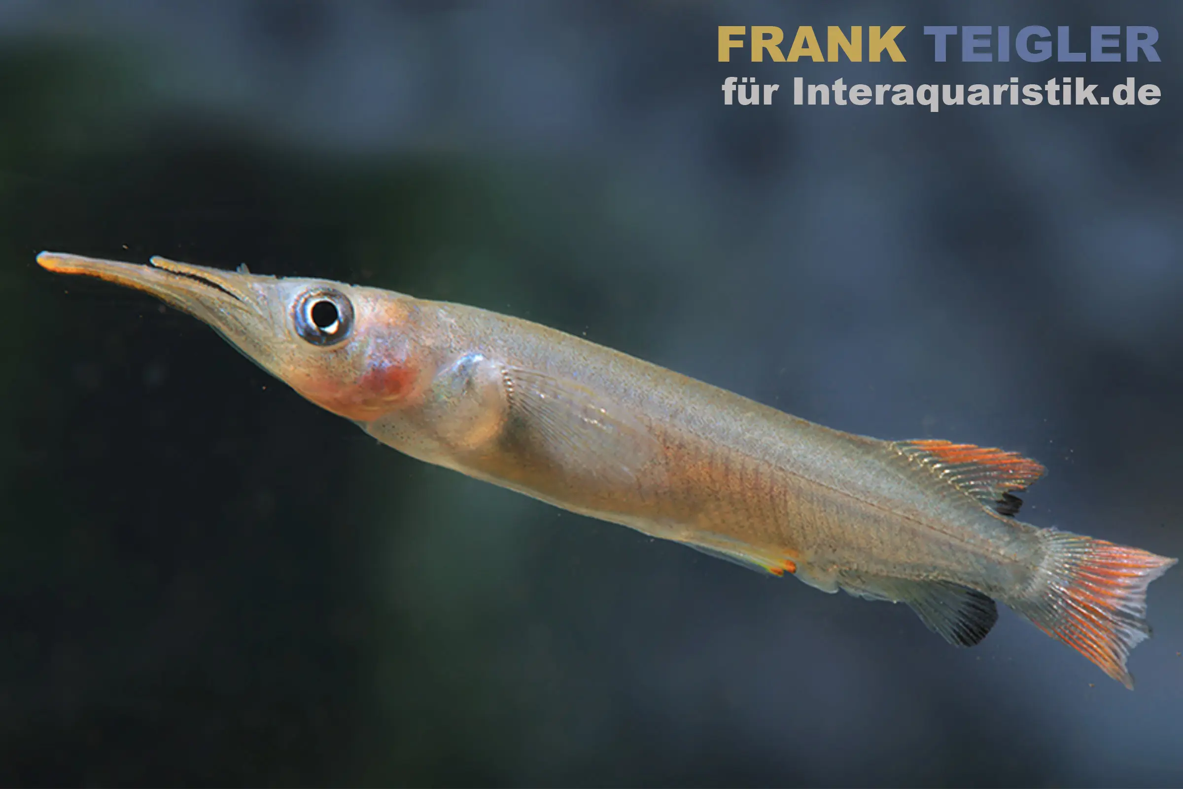 Demi-bec de Kolonodale, Nomorhamphus cf. kolonodalensis