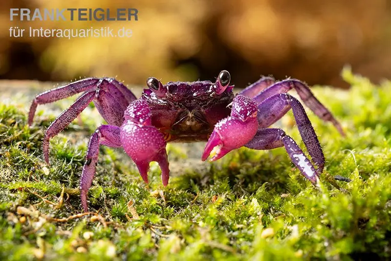 Crabe vampire Pitaya Geosesarma sp.