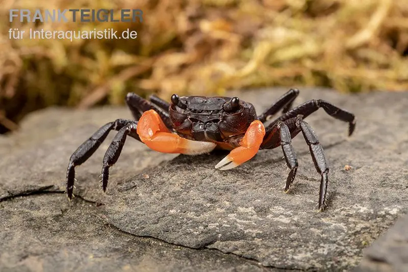 Crabe à bras orange, Lepidothelphusa spec. Orange Arm Borneo