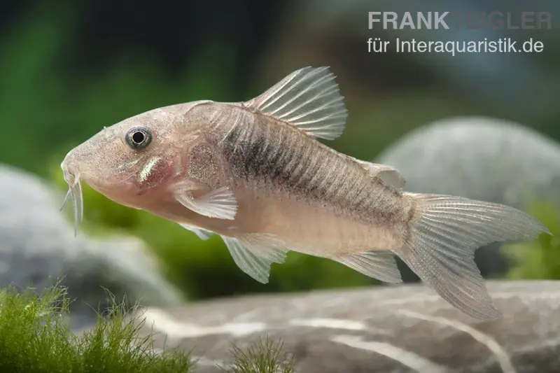 Corydoras bronze, Corydoras aeneus, DNZ (élevage allemand)