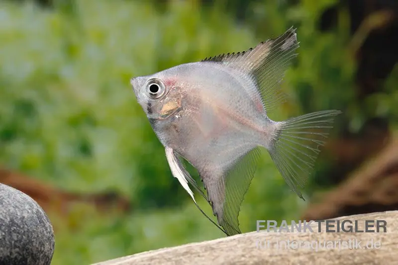 Scalaire Green bulgare, Pterophyllum scalare