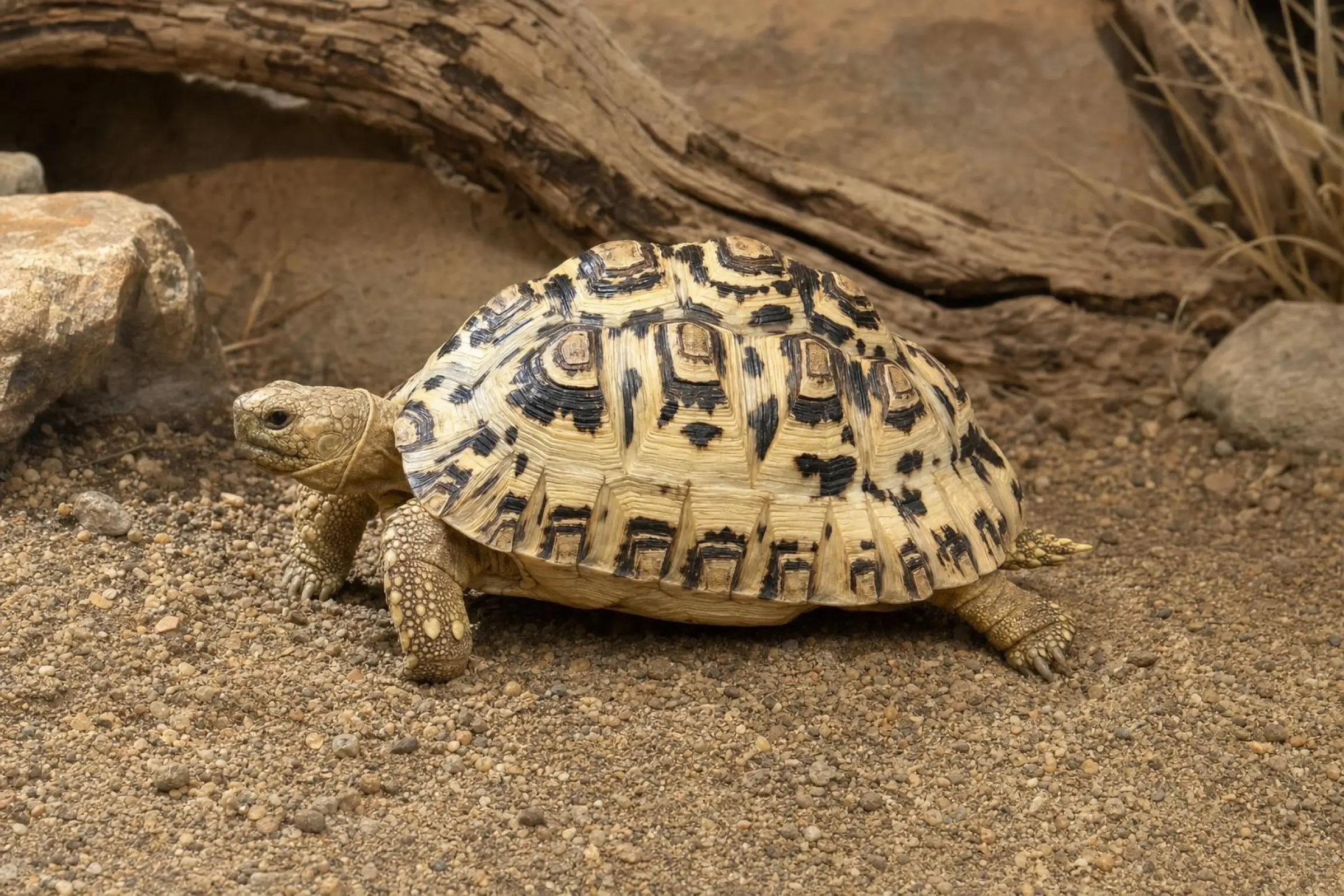 Tortue léopard, Stigmochelys pardalis babcocki