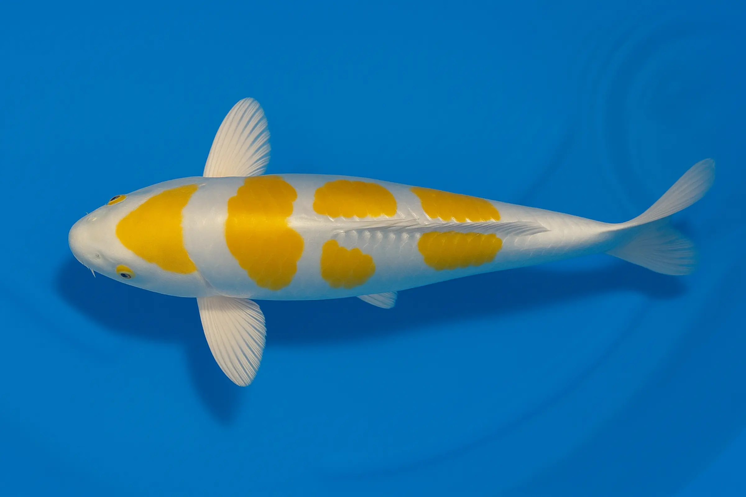 Koi japonais Tanaka Tosai Doitsu Hariwake, Cyprinus carpio, 15-18 cm