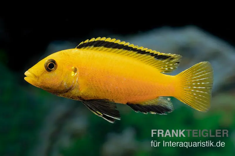Labidochromis jaune « Yellow », Labidochromis caeruleus, DNZ (élevage allemand)