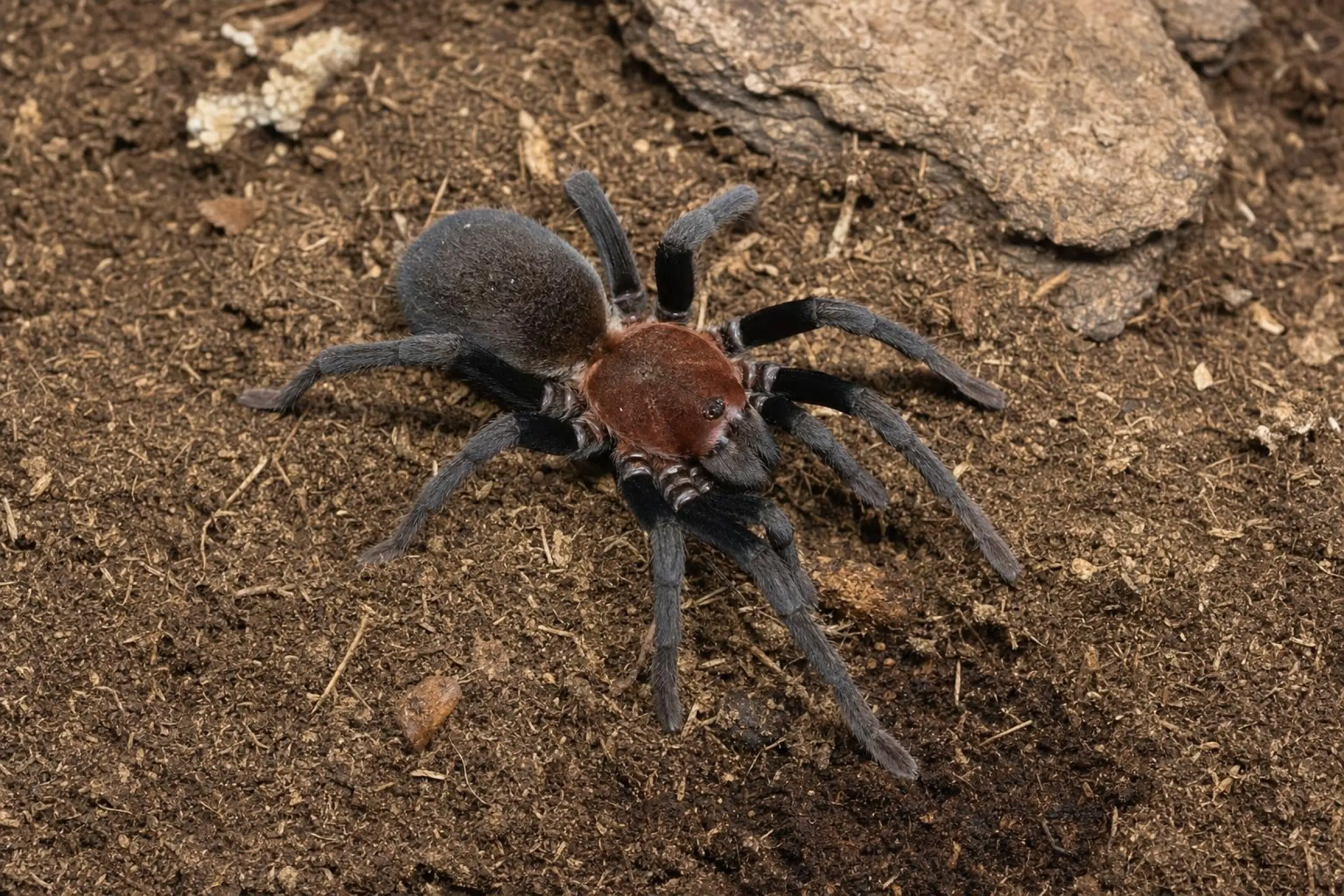 Mygale naine d’Équateur, Holothele spec. Ecuador