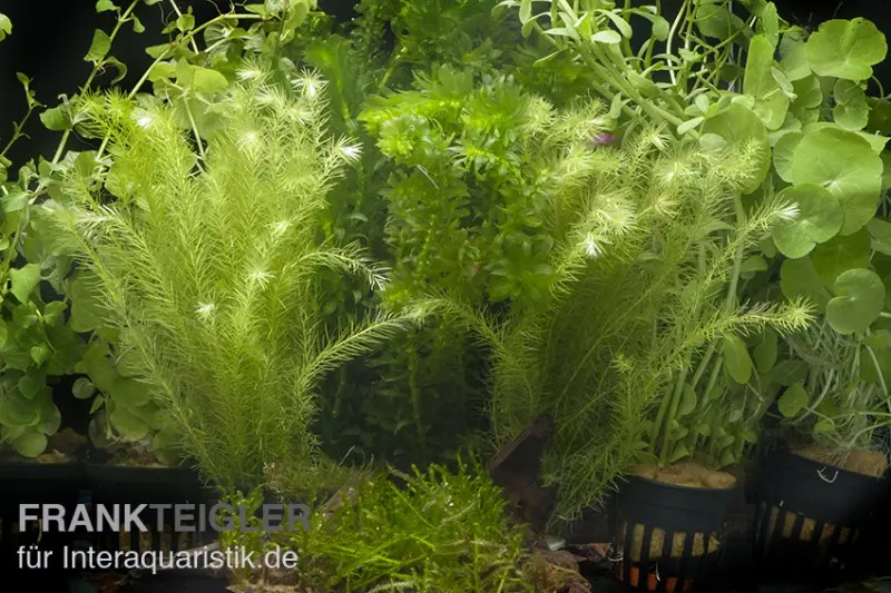 Assortiment de plantes d’aquarium « Eau froide » pour aquarium de 100-120 cm