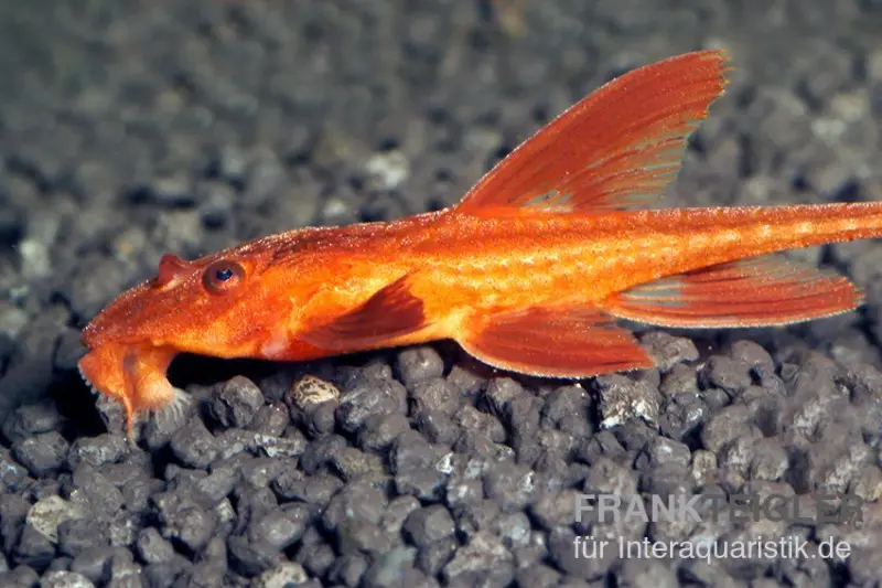 Silure‑fouet rouge, Rineloricaria spec.