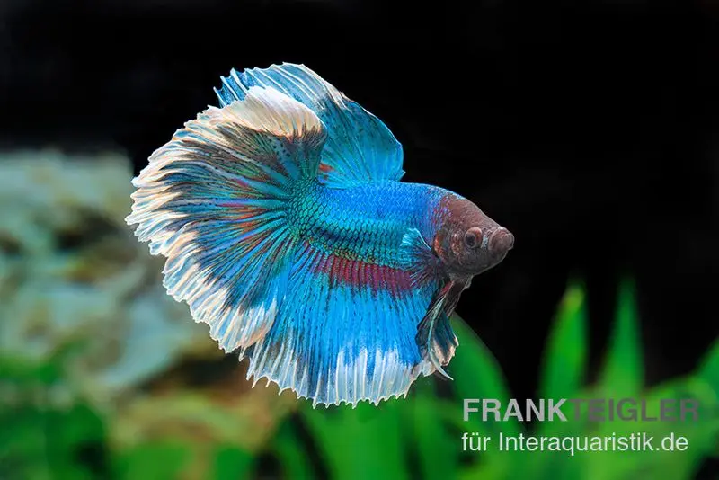 Combattant Halfmoon Butterfly, mix, mâle, Betta splendens