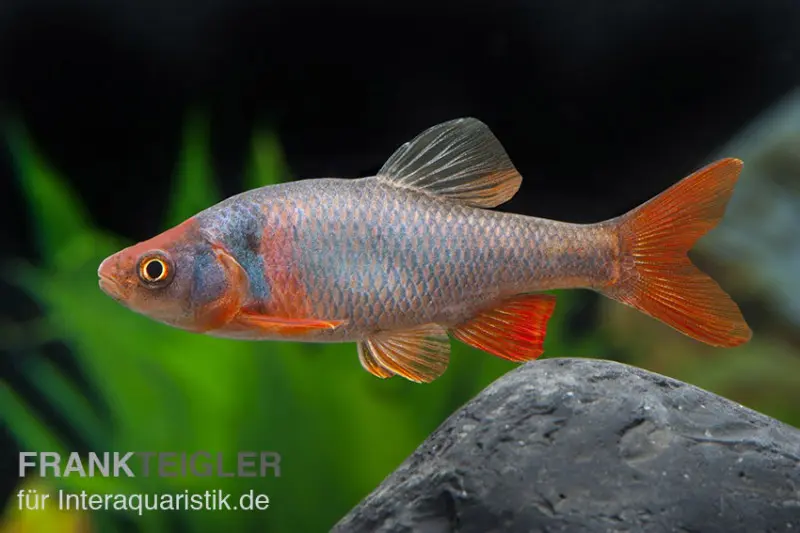 Vairon à nageoires rouges américain, Notropis lutrensis (eau froide & eau chaude)