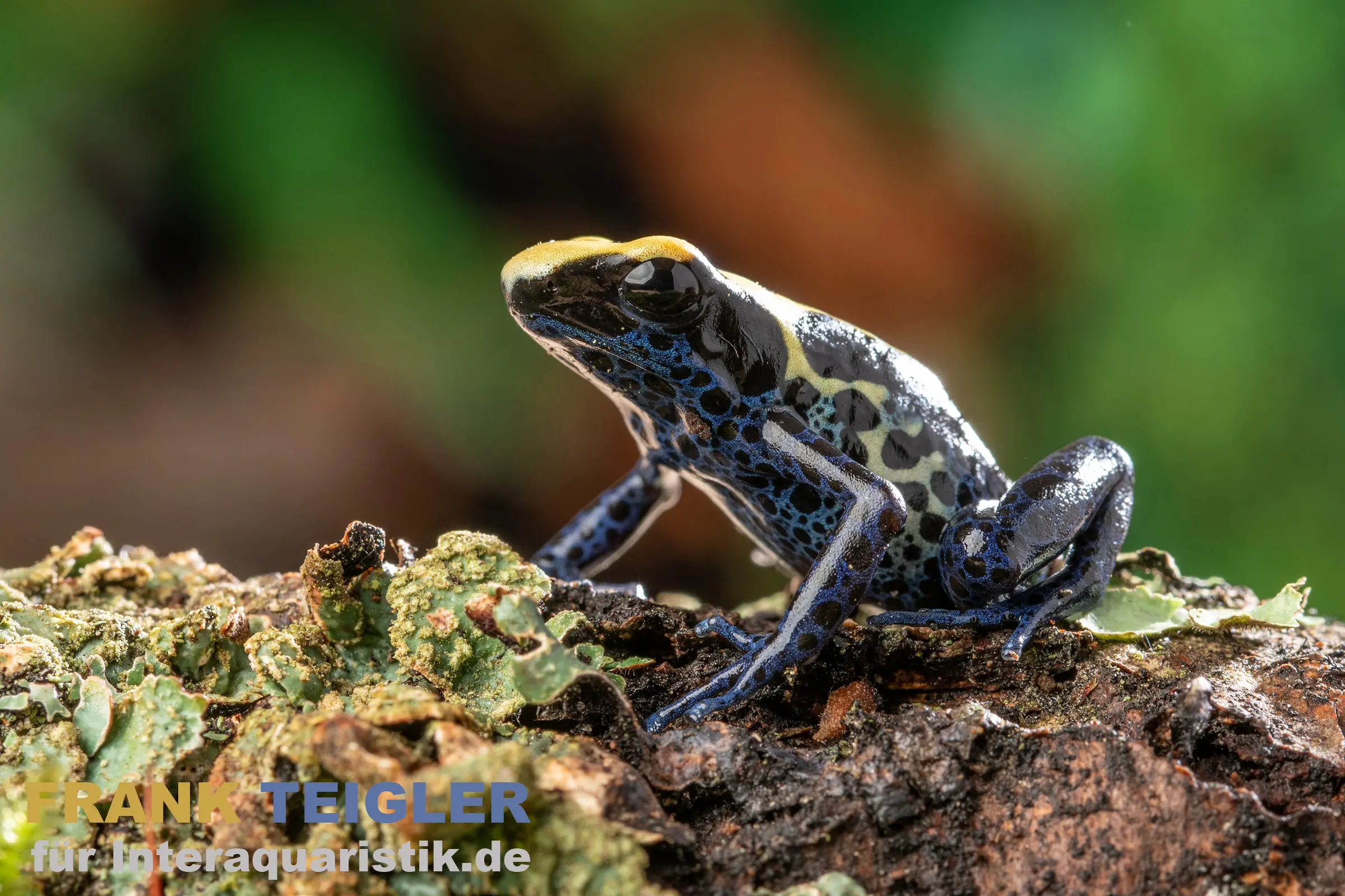 Grenouille teinturière nominative, Dendrobates tinctorius tinctorius
