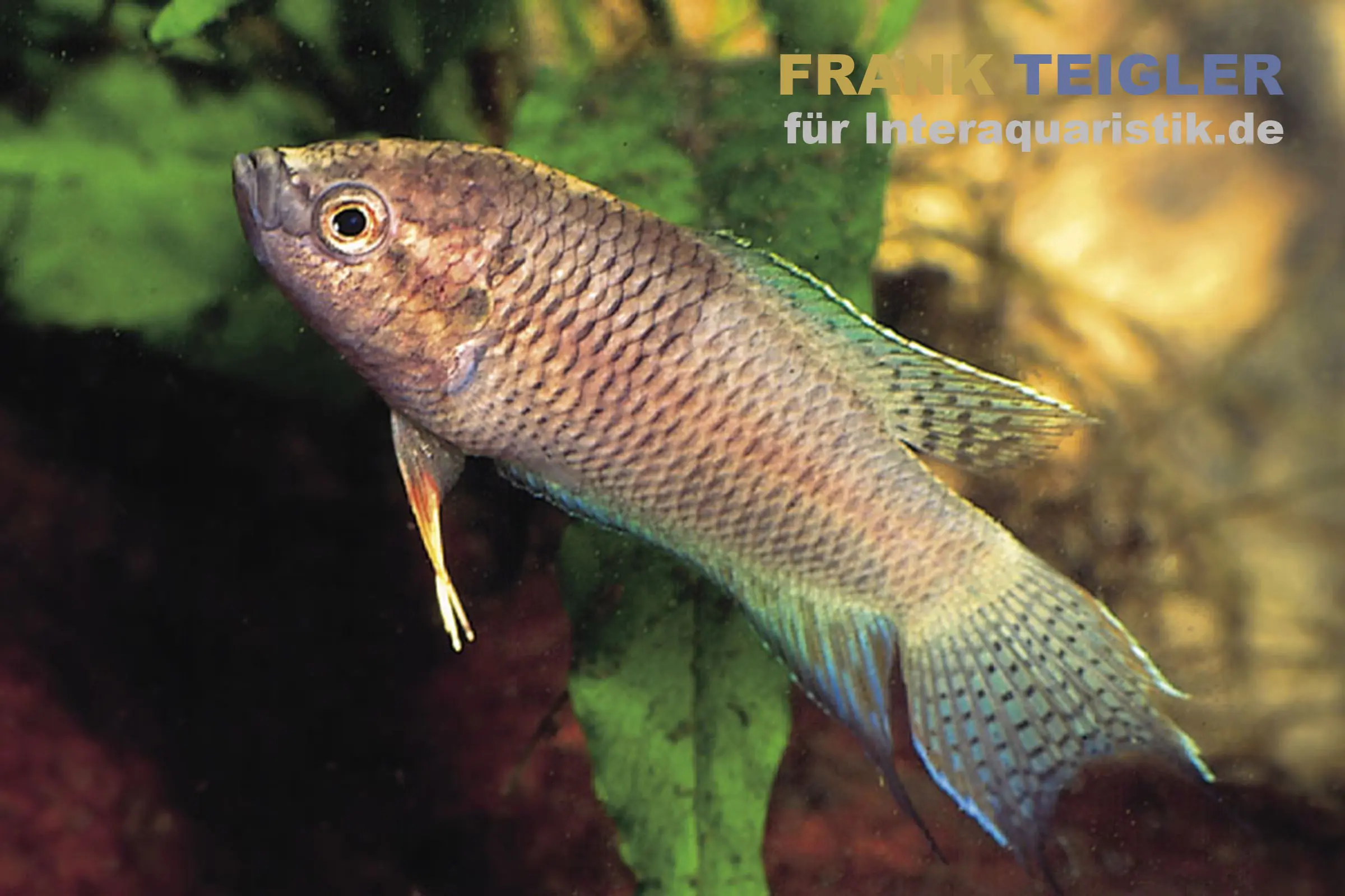 Makropode noir, Macropodus concolor/spechti