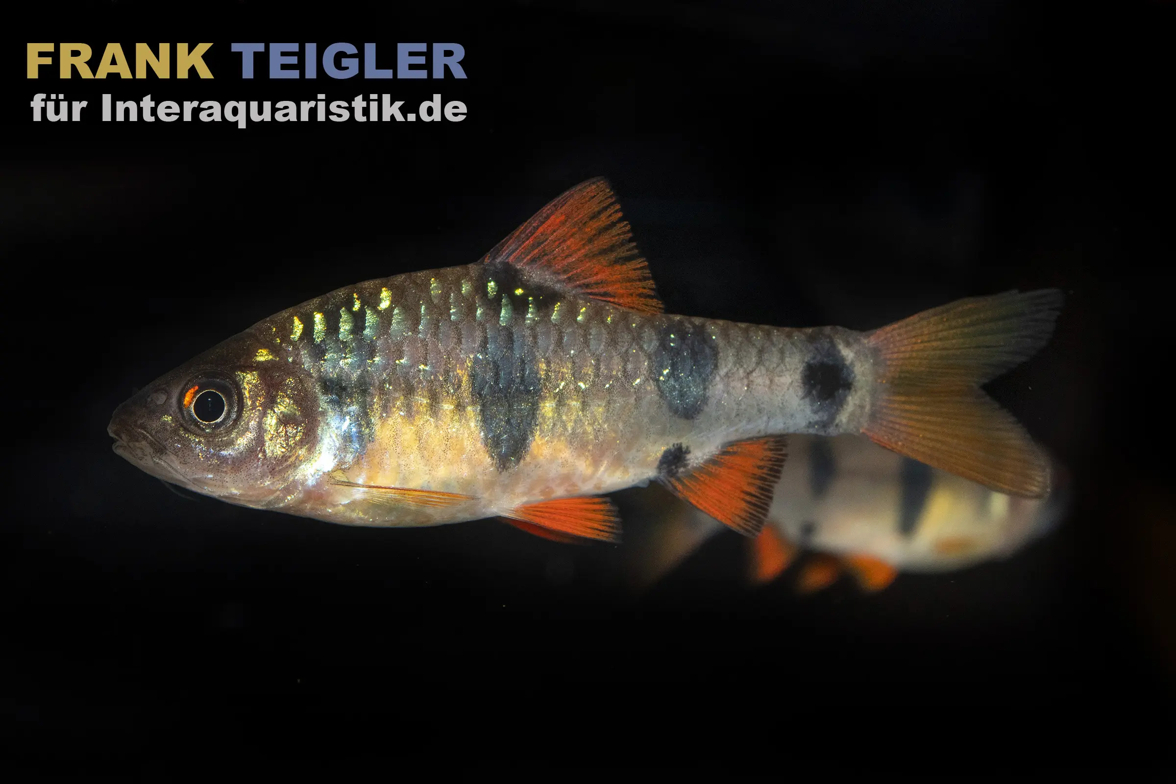 Barbus clown, Puntius everetti
