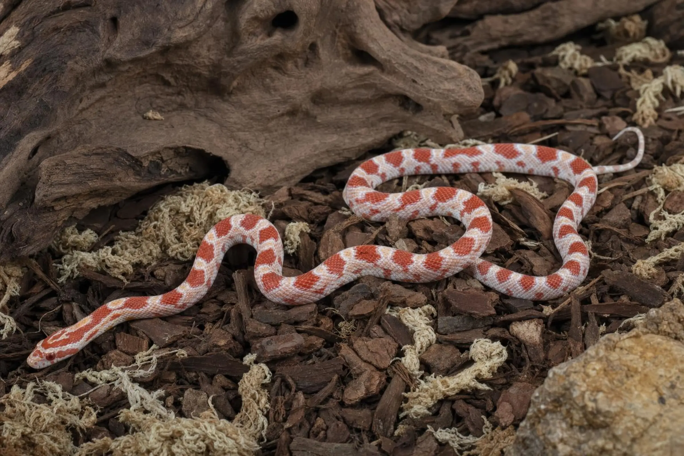 Serpent des blés Reverse Okeetee, Pantherophis guttatus