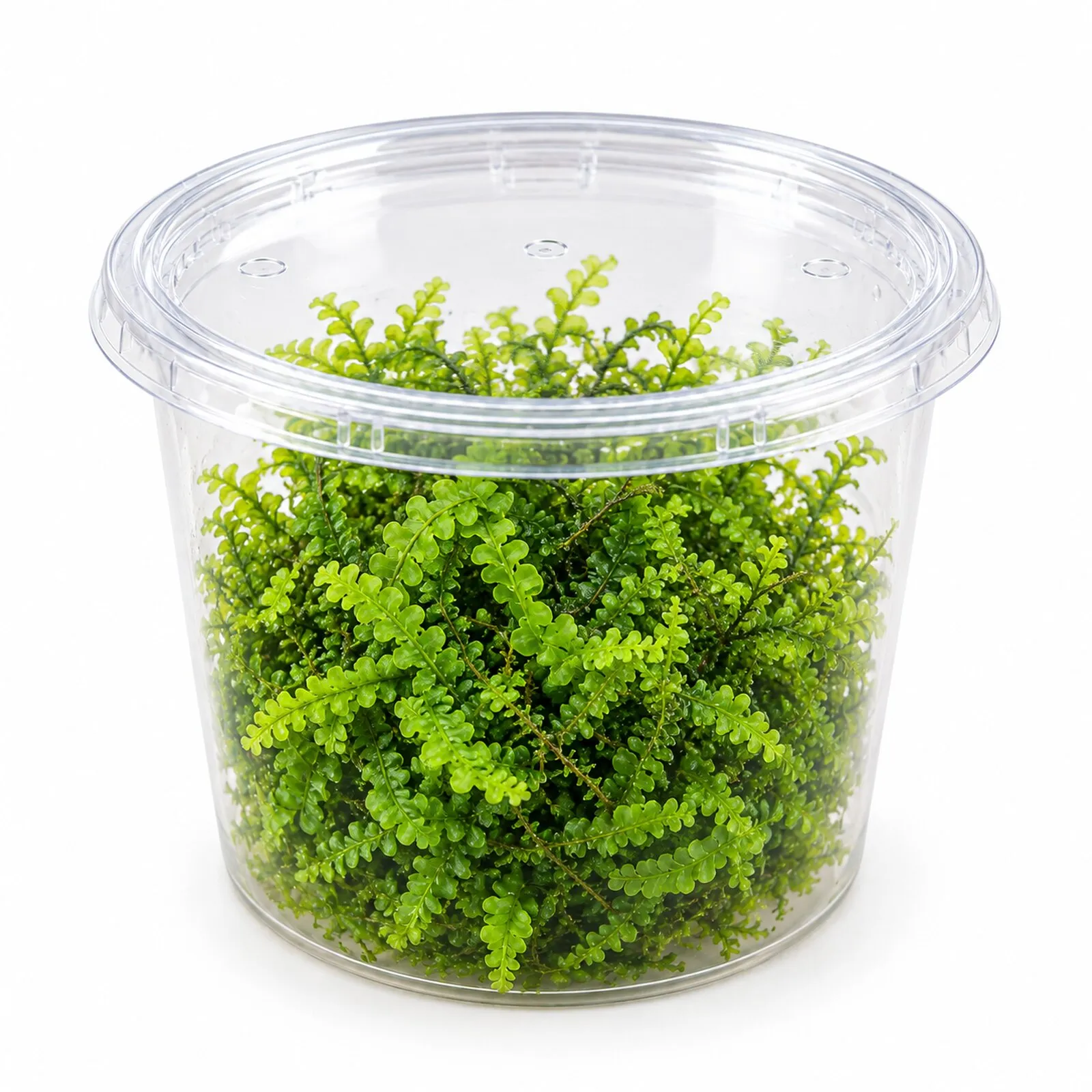 Mousse du Cameroun, Plagiochila sp. « Cameroon », en pot de 250 ml