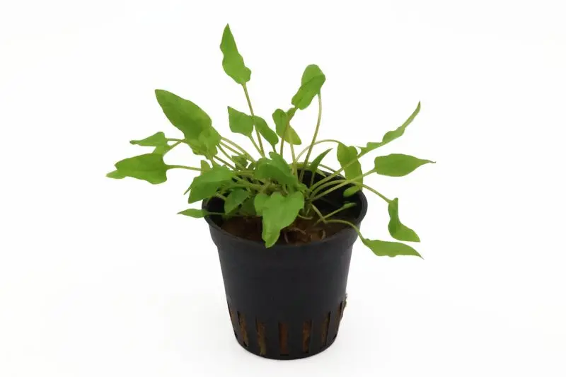 Cryptocoryne verte, Cryptocoryne wendtii « Green », pot XL, plante mère