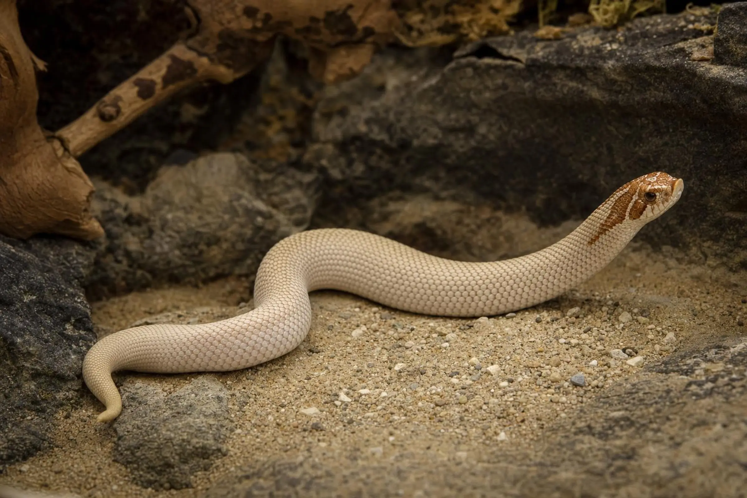 Couleuvre à nez retroussé de l’Ouest « Candy », Heterodon nasicus
