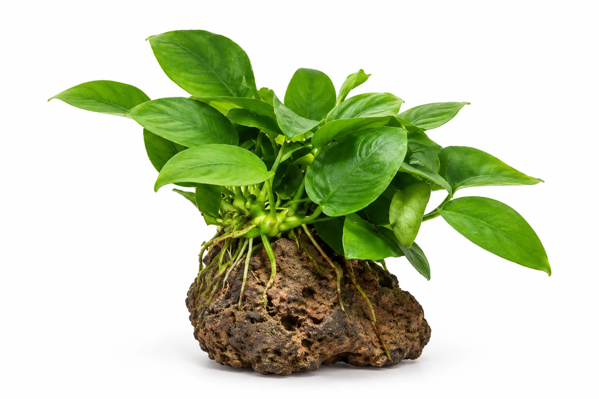 Petite anubias, Anubias nana, sur pierre de lave 5-8 cm