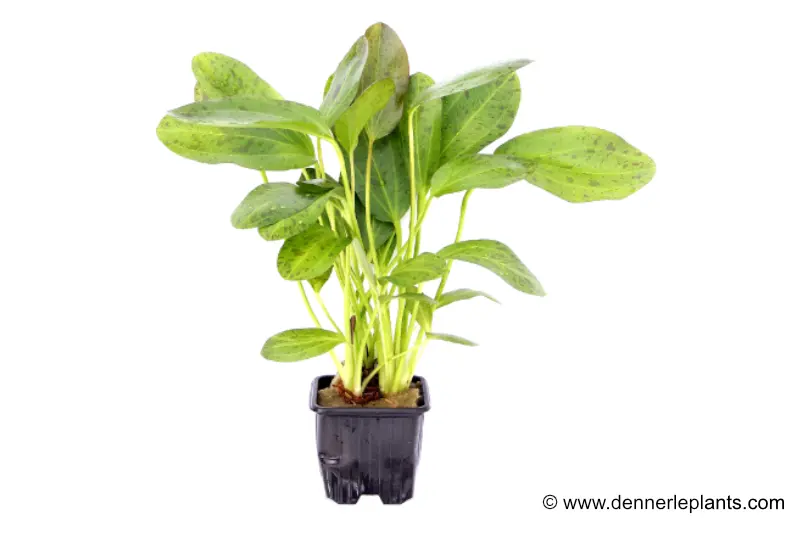 Plante-épée Ozelot, Echinodorus sp. Ozelot, plante XL
