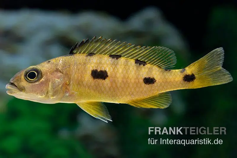 Cichlidé Anagenys jaune, Exochochromis anagenys yellow