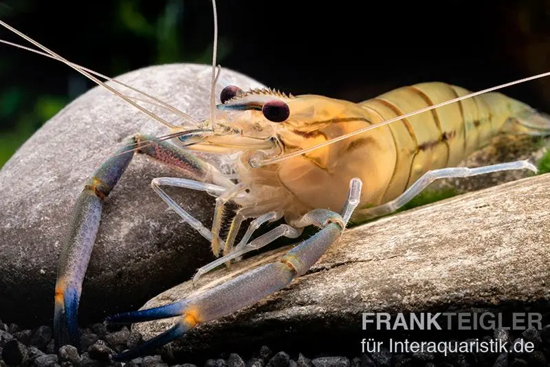 Crevette Rosenberg, Macrobrachium rosenbergii