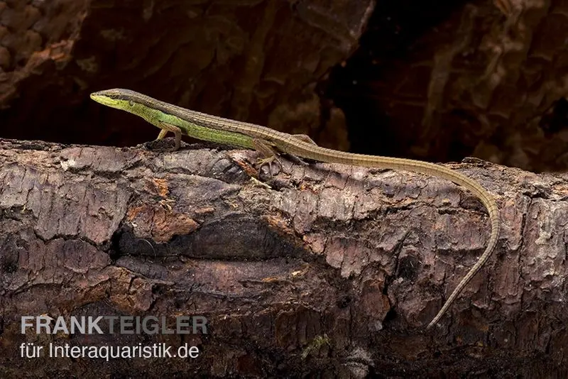 Lézard à longue queue à six bandes, Takydromus sexlineatus
