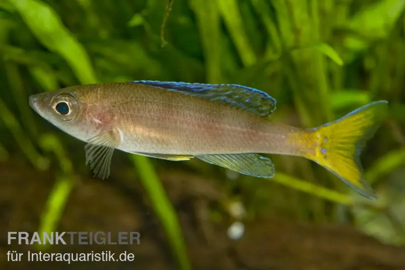 Cichlidé-hareng bleu, Cyprichromis leptosoma « Utinta », élevage allemand