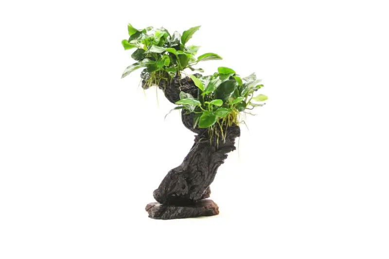 Mbuna M avec Anubias barteri var. nana, env. 10x15x30 cm