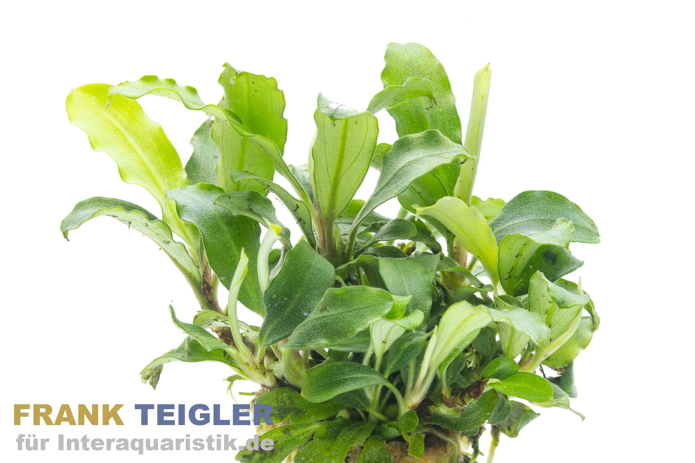 Bucephalandra sp. « Wavy Green », en pot