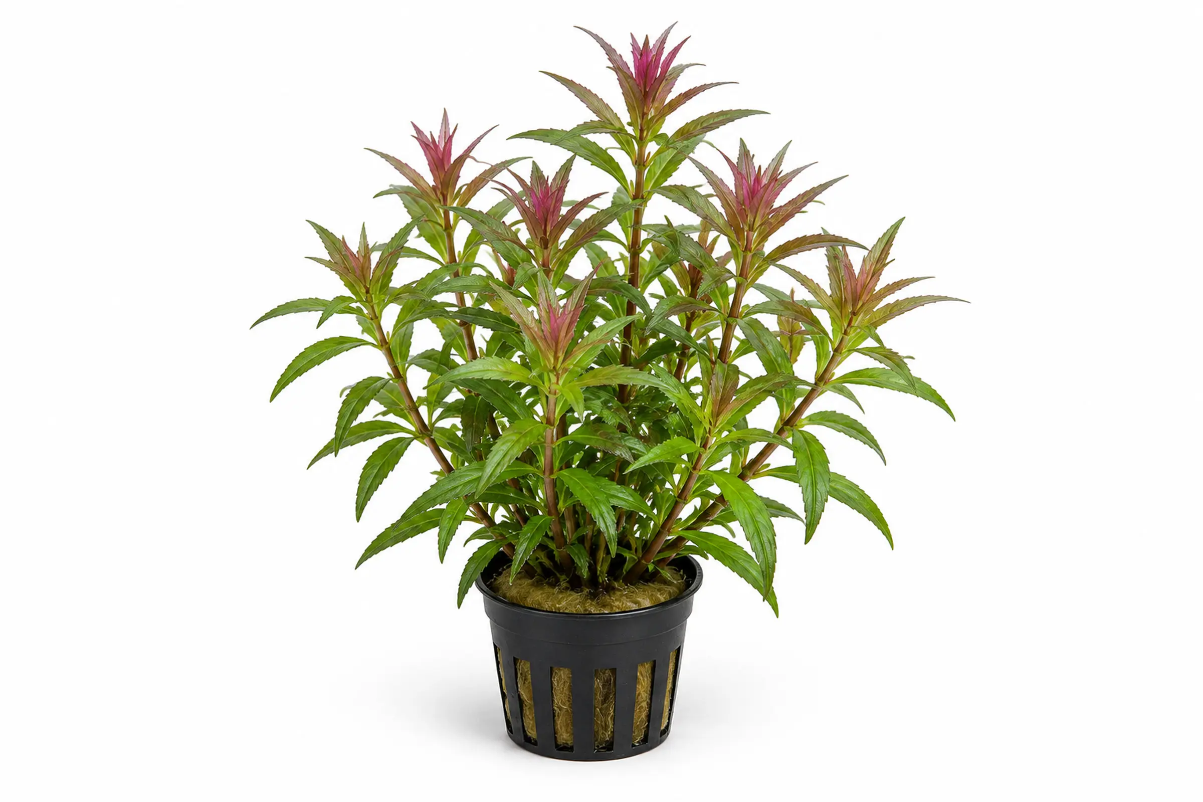 Limnophila aromatica als Aquarienpflanze im Topf vor weißem Hintergrund.