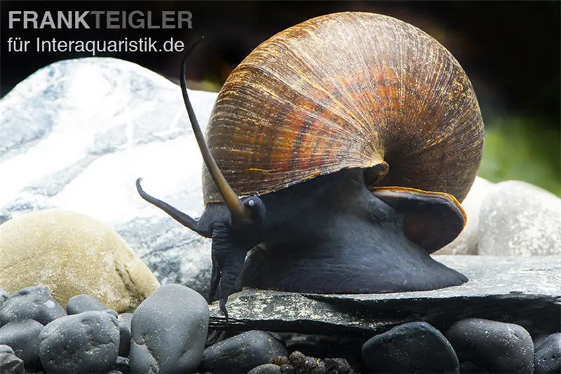 Escargot-pomme asiatique, Pila ampullacea
