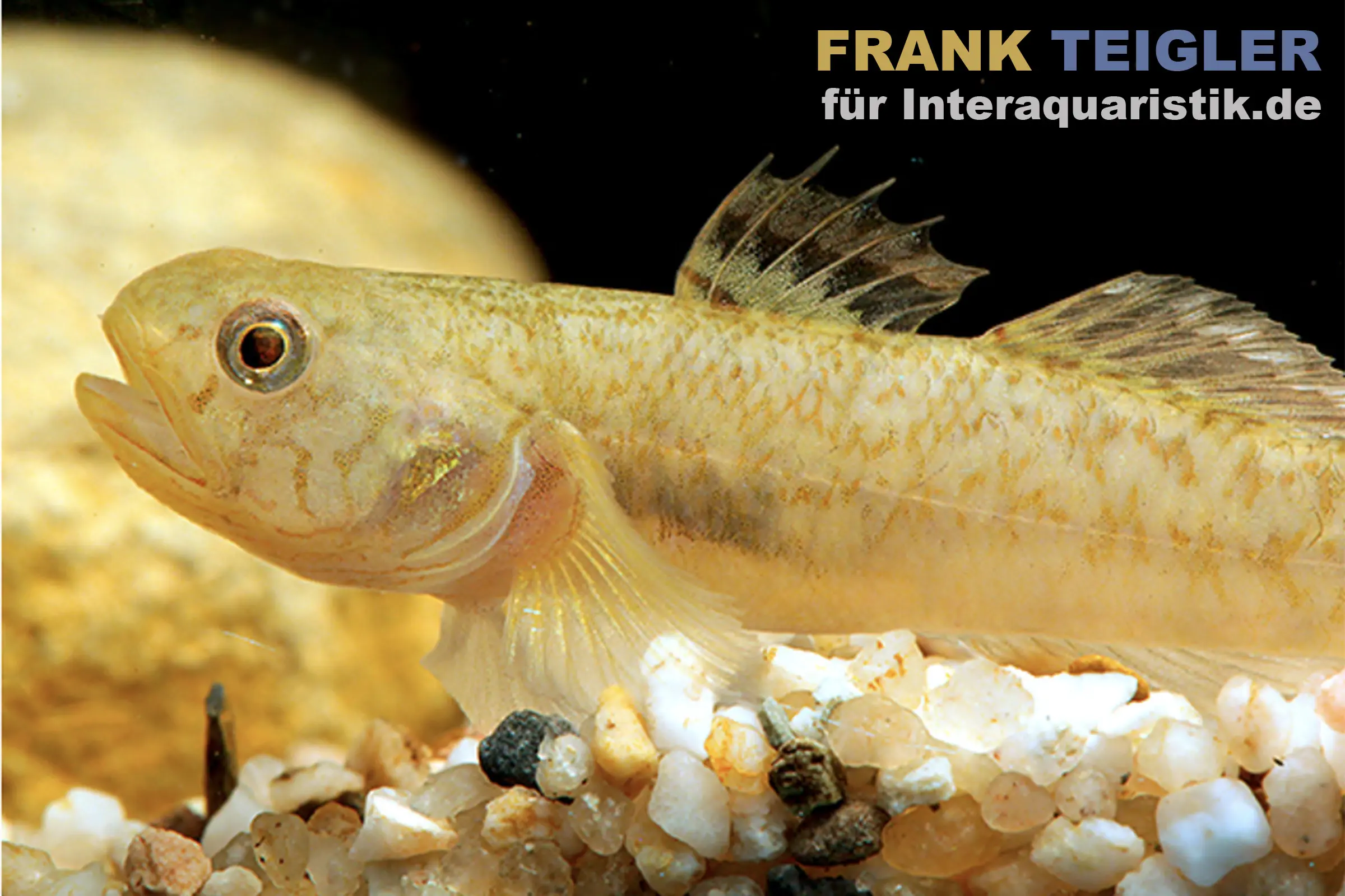 Gobie à mucus, Mugilogobius myxodermus, 3-5 cm