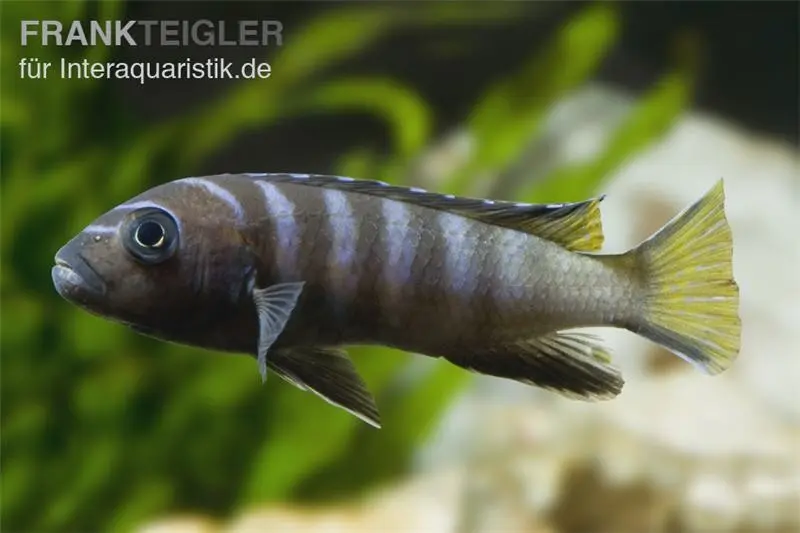 Cichlidé élancé Mpanga, Pseudotropheus elongatus mpanga, 4-5 cm