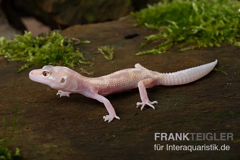 Gecko léopard, Eublepharis macularius, BELL ALBINO MACK SNOW