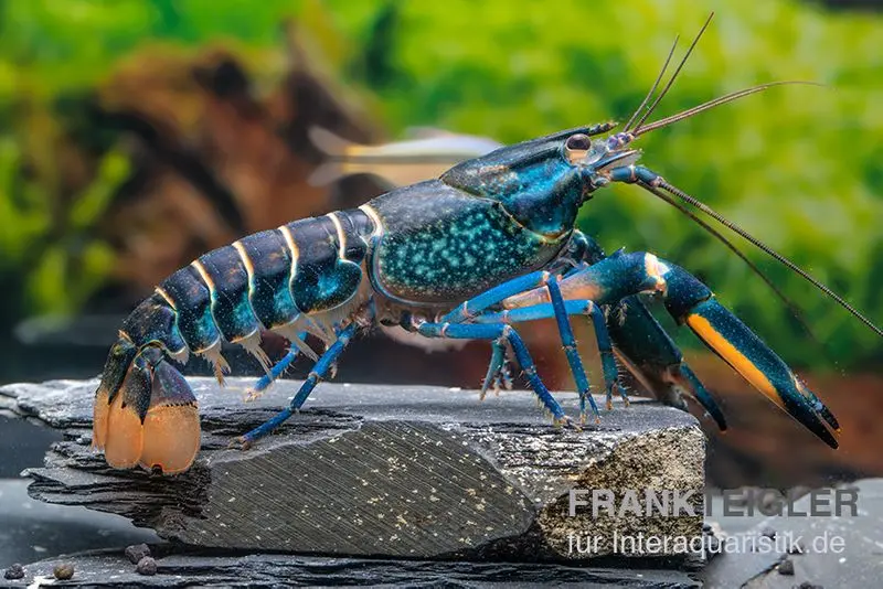 Cherax « Pink Coral », Cherax warsamsonicus