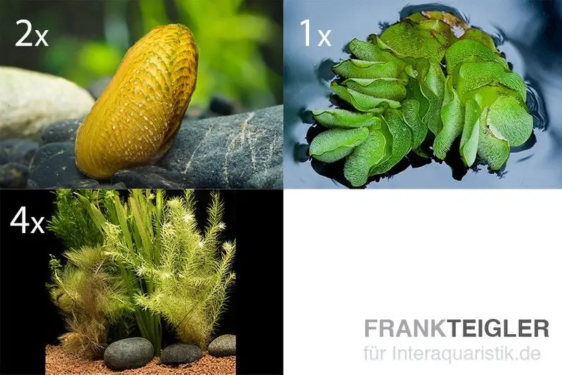 Bundle contre les algues en suspension : 2x moules ornementales + 1 portion de fougère en touffe + 4 plantes en botte
