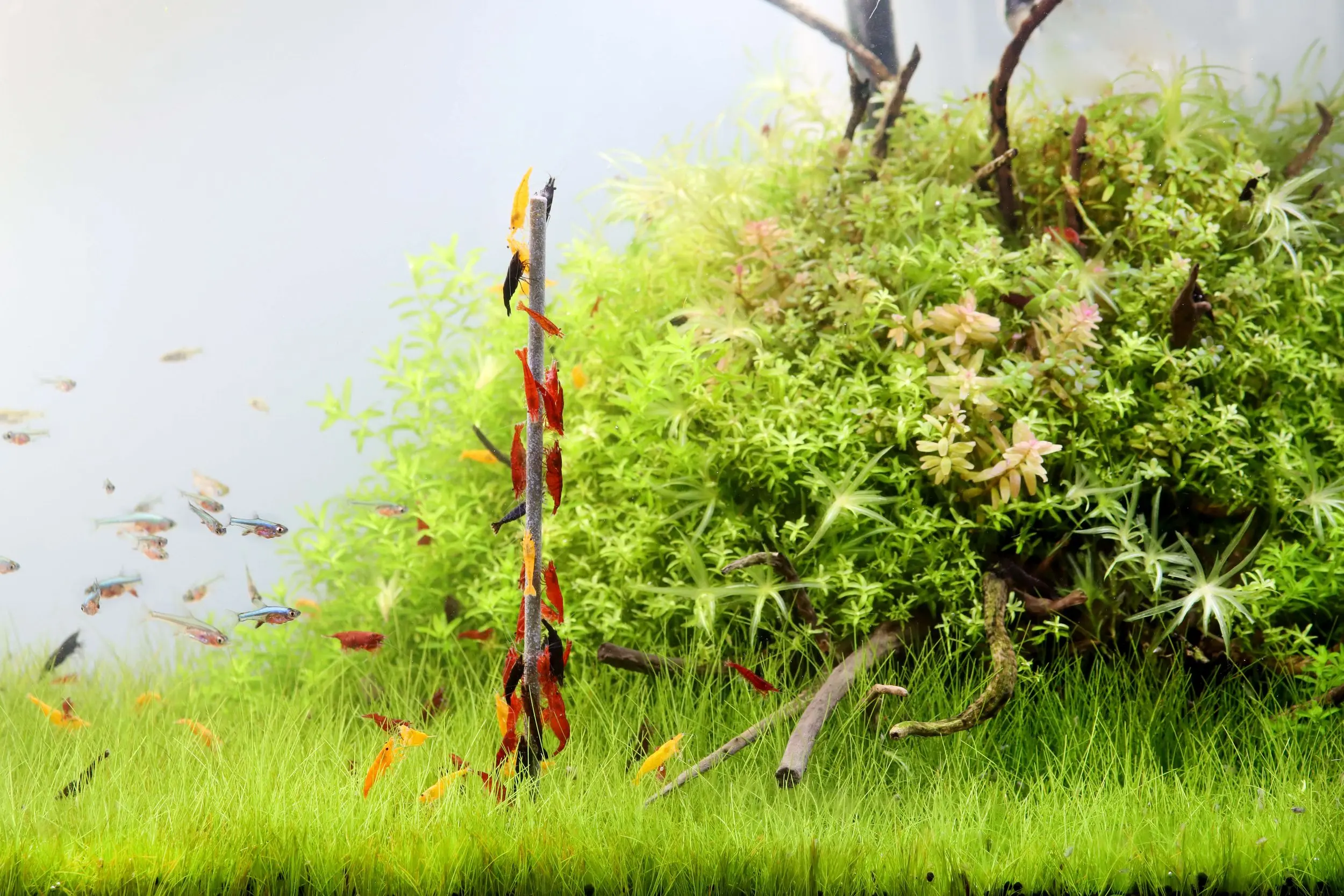 Aquascape mit grünem Bodenteppich, Garnelen und Schwarmfisch