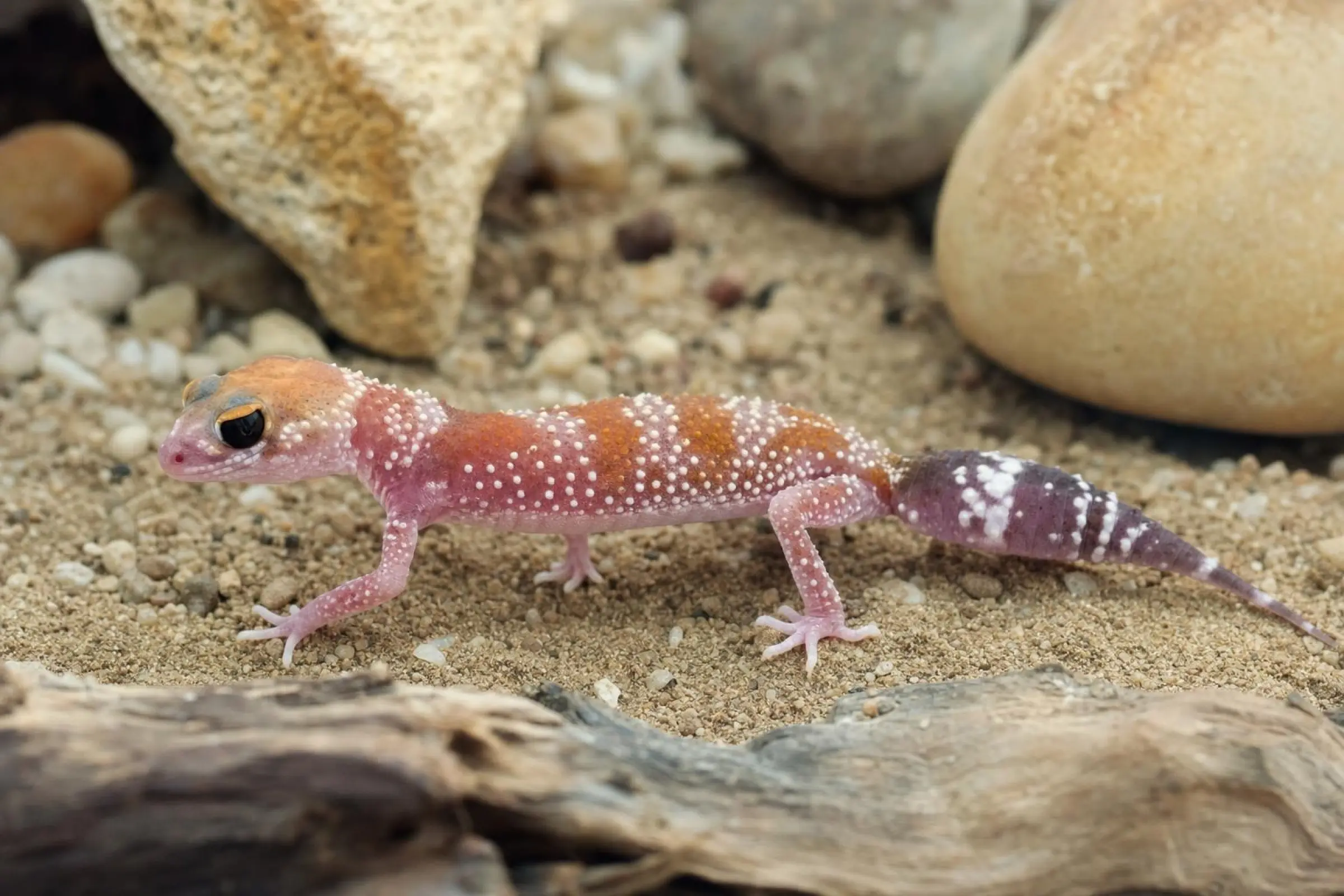 Gecko australien à queue épaisse « Hypo », Underwoodisaurus milii