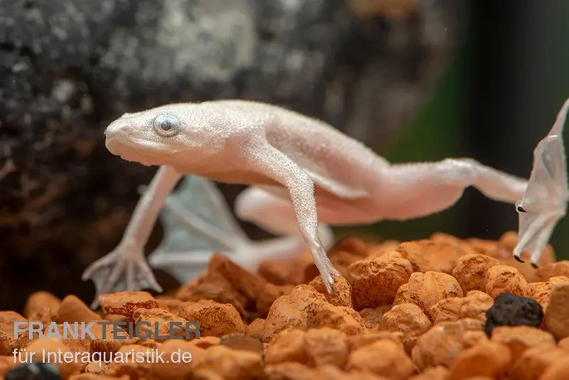 Hymenochire nain platine, Hymenochirus boettgeri platin