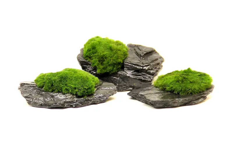 Aegagropila Slate Rock, env. 10 x 8 x 5 cm, plaque d’ardoise avec mousse
