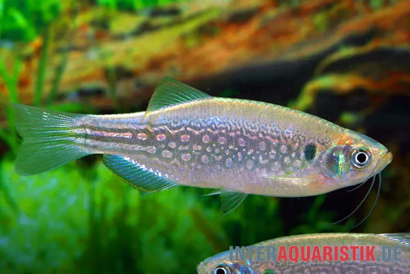 Danio à tache sur l’épaule, Danio dangila XL (D. meghalayensis)