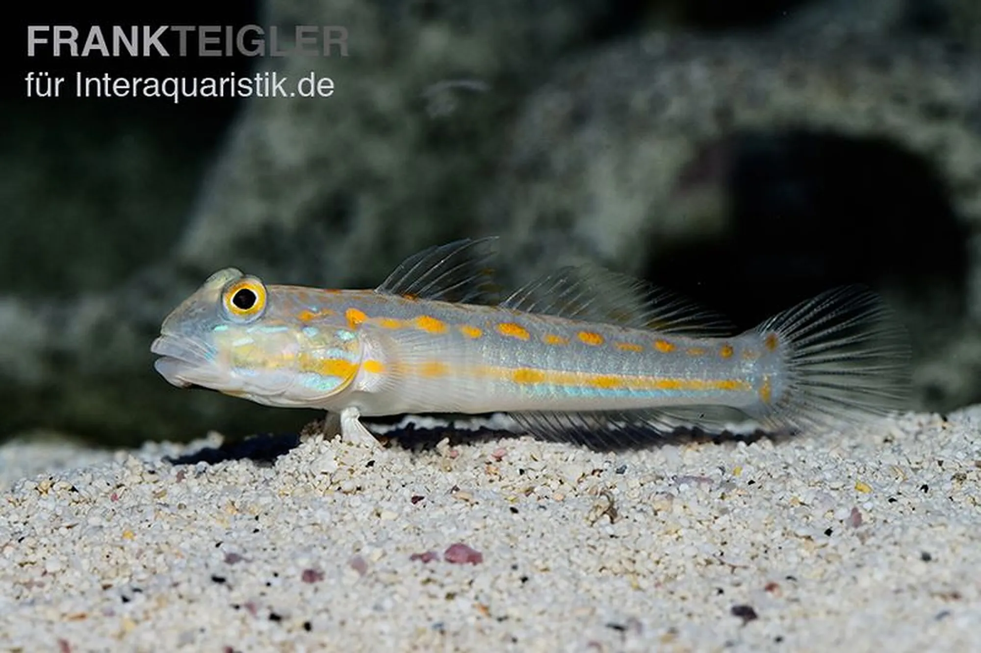 Maiden-Schläfergrundel, Valenciennea puellaris