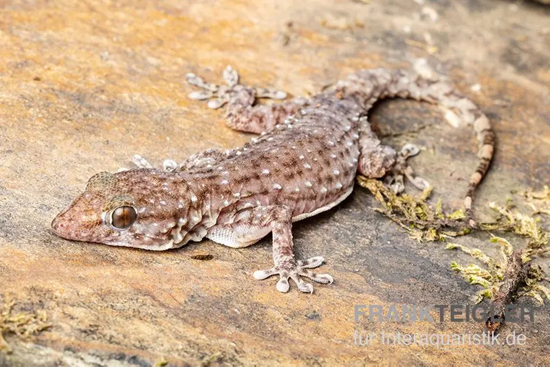 Gecko des murs de Sierra Leone, Tarentola parvicarinata
