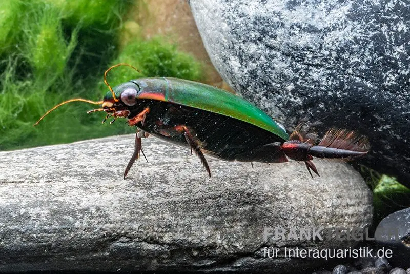 Gyrin, Gyrinus sp. Nigeria