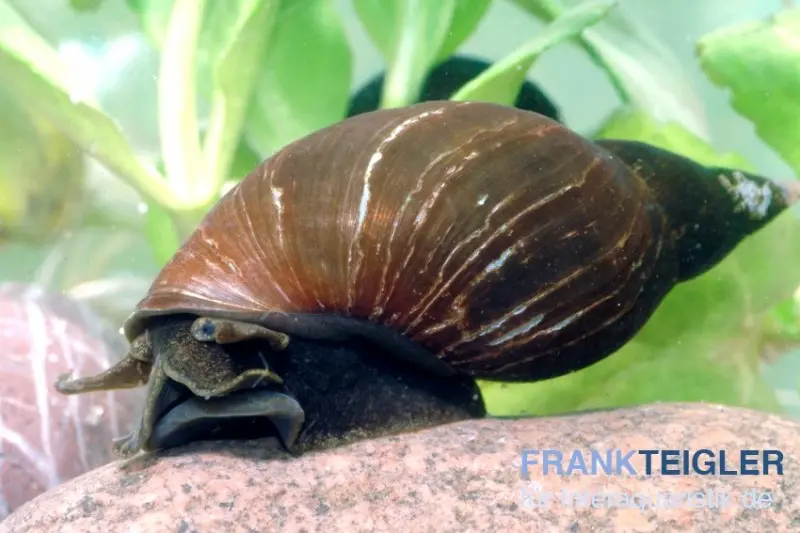 grande limnée, Lymnaea stagnalis (eau froide)