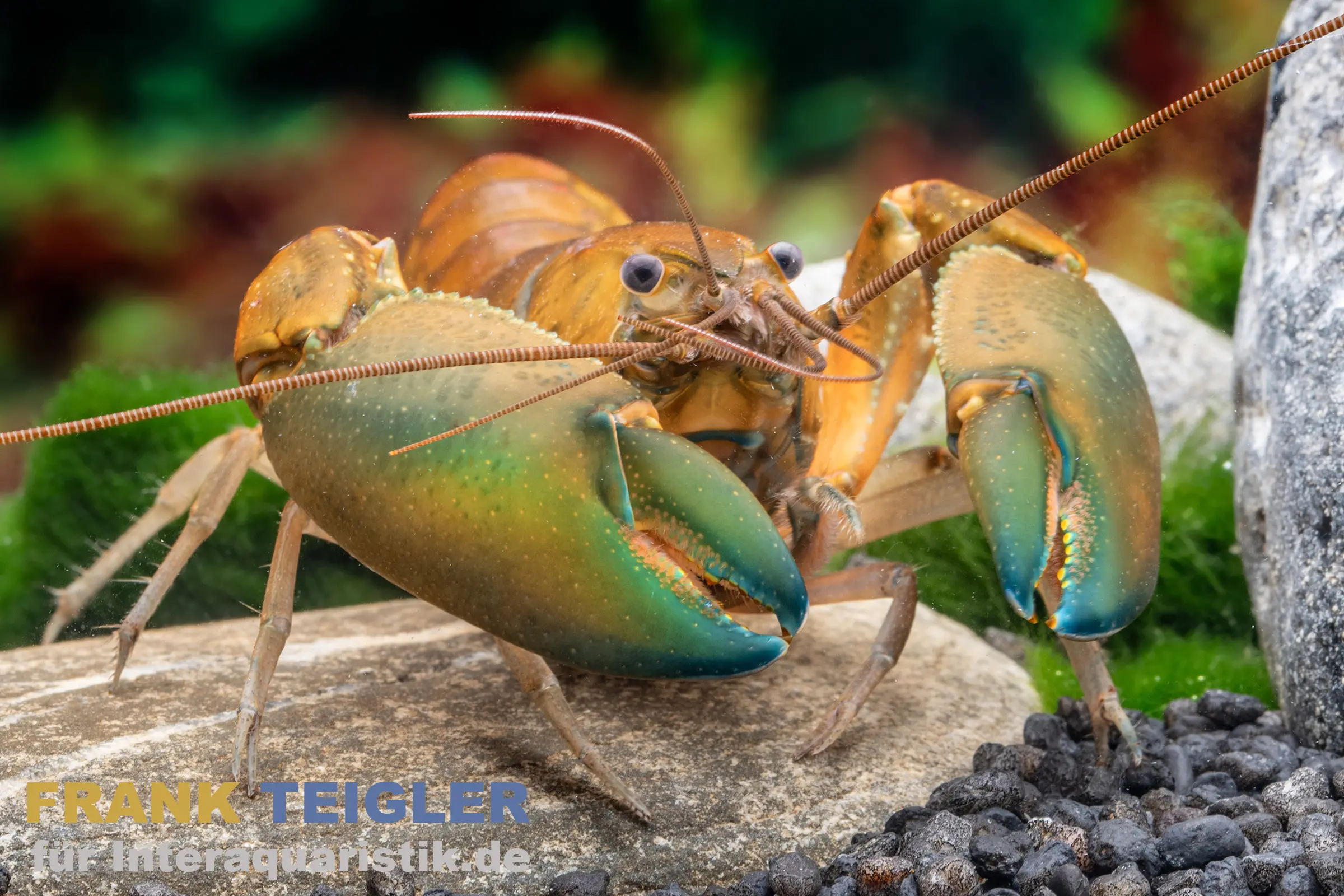 Écrevisse Green Hulk, Cherax sp. Green Hulk